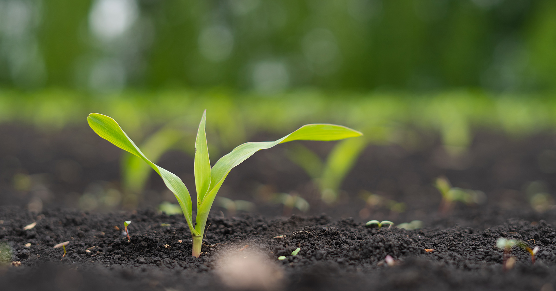 Sund jord og økonomi i økologisk planteavl
